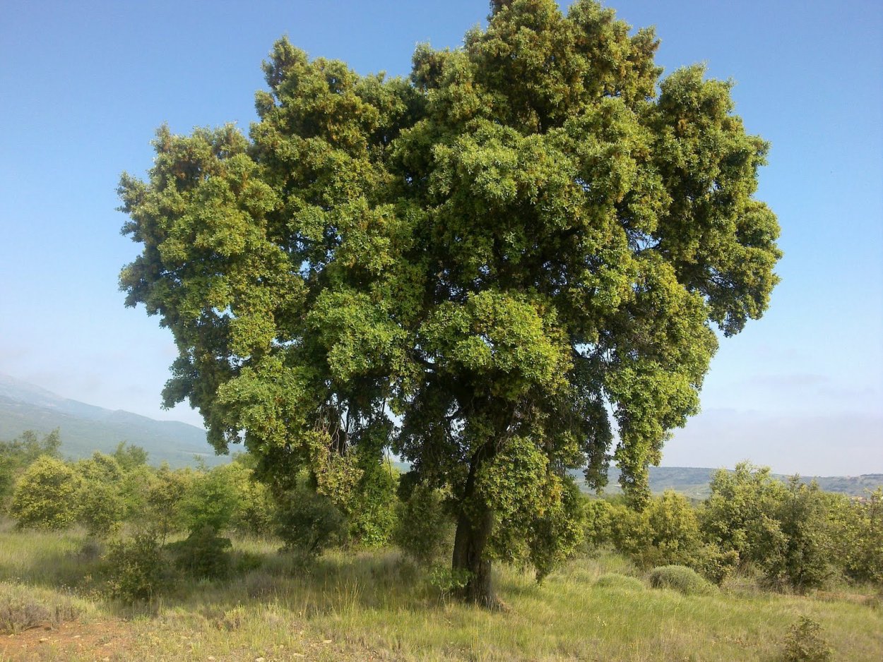 Дуб черешчатый кора