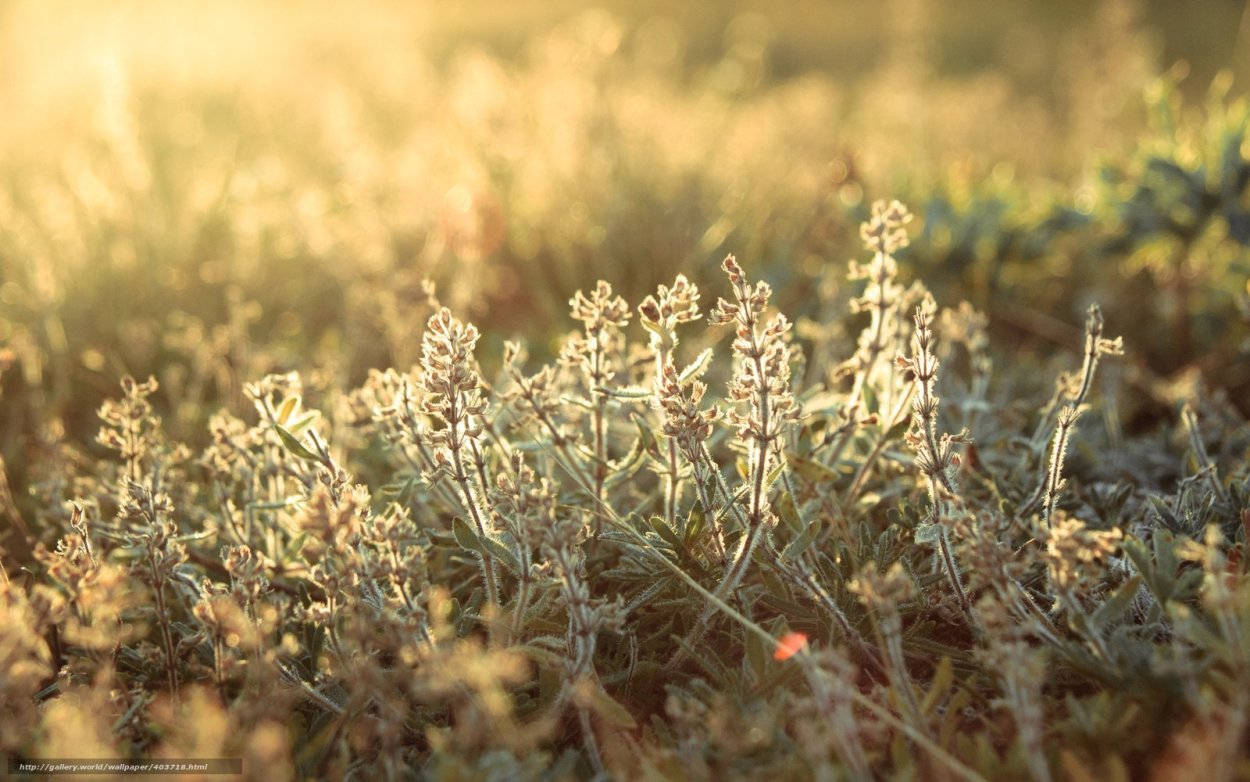 Полынь (Wormwood)