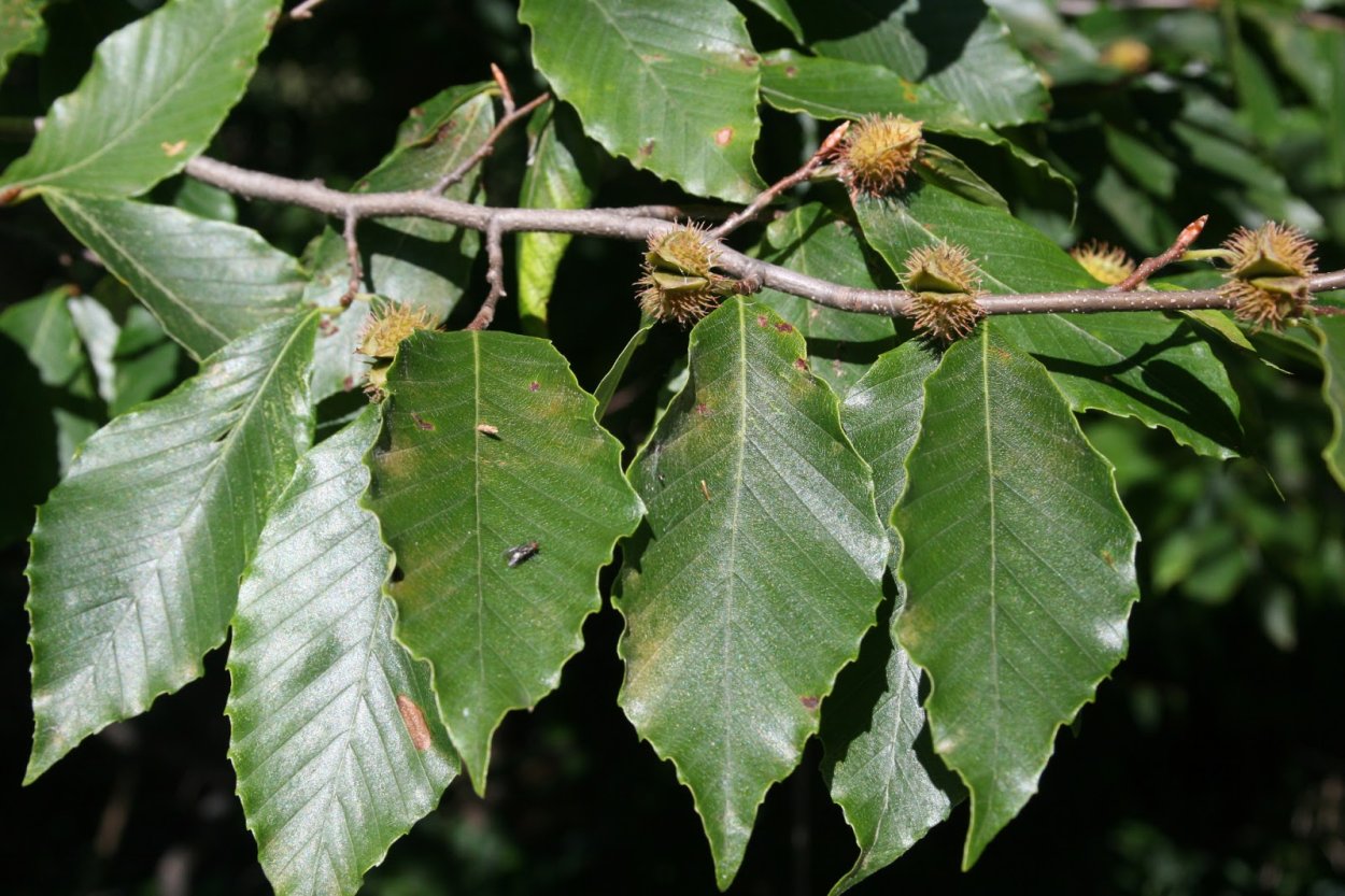 Дуб карагач