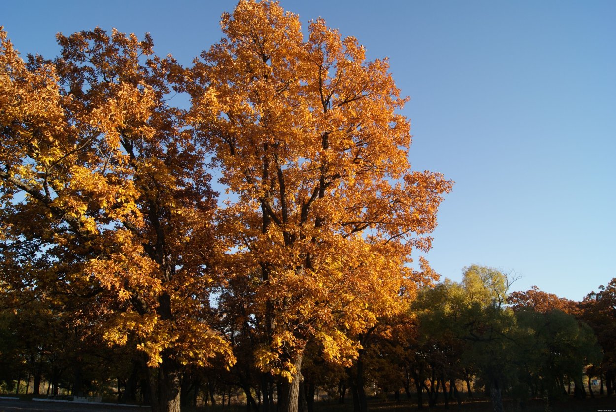 Дуб широколиственный