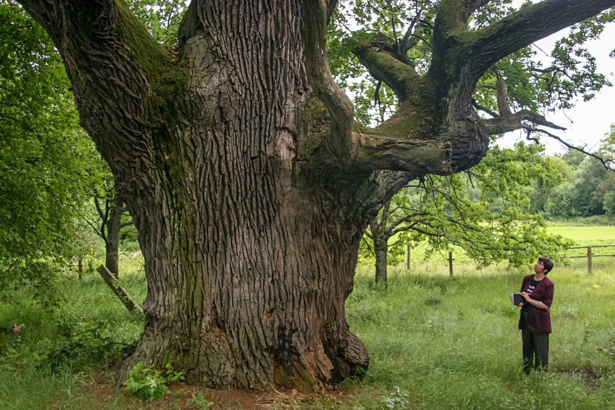 Quercus ellipsoidalis