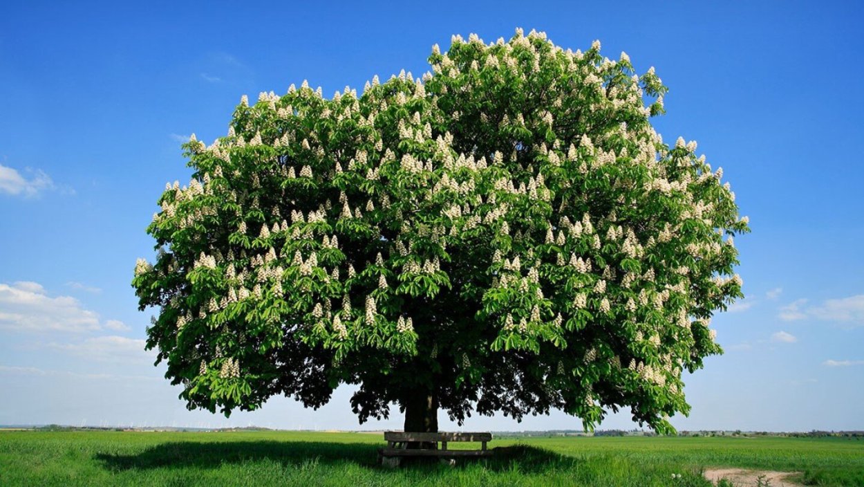 Каштан конский (Aesculus)