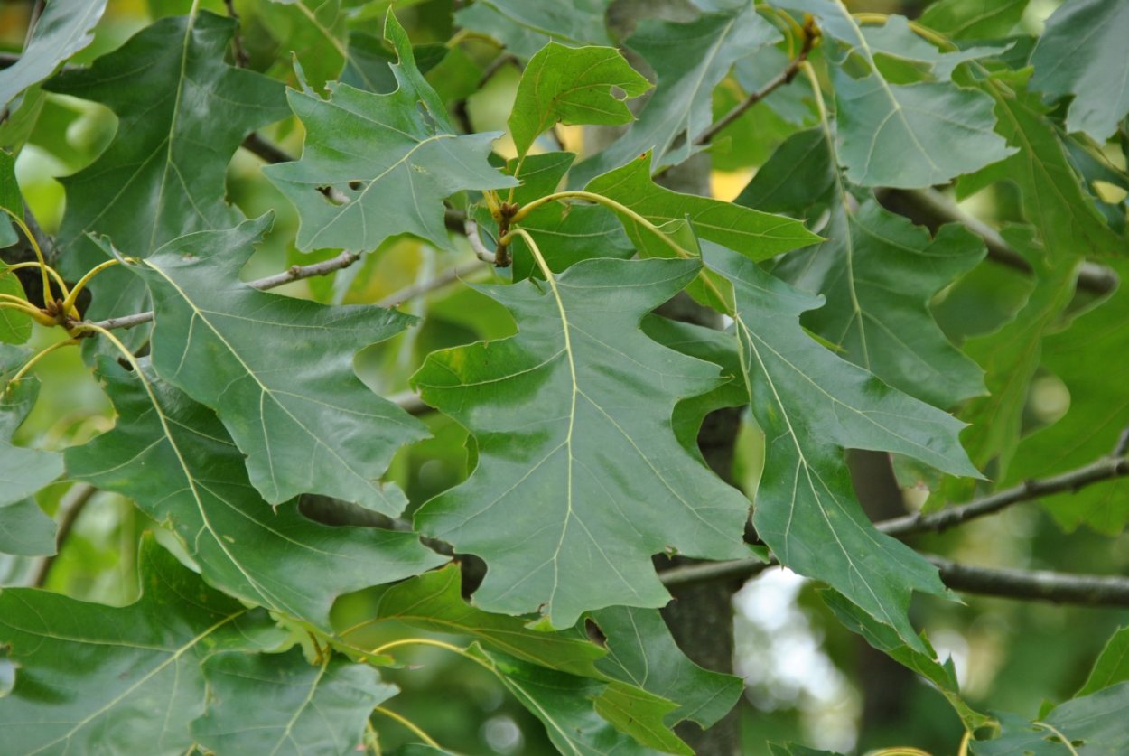 Fagus orientalis Ботанический атлас