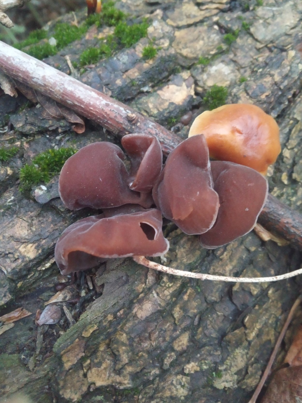 Аурикулярия уховидная