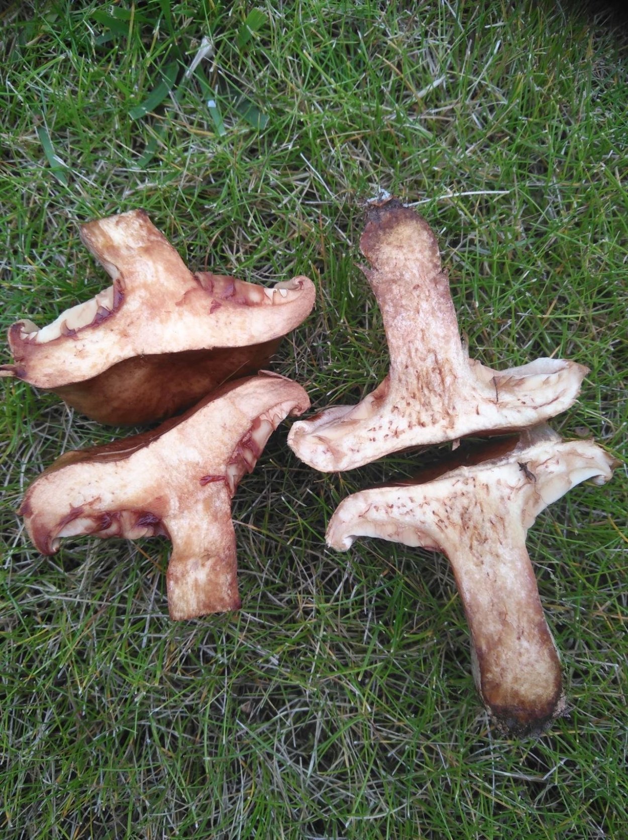 Аурикулярия уховидная