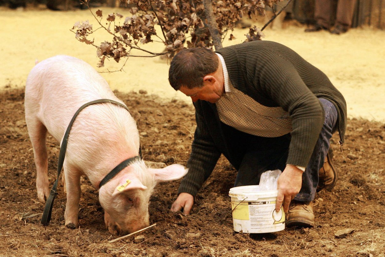 Грибы сверху