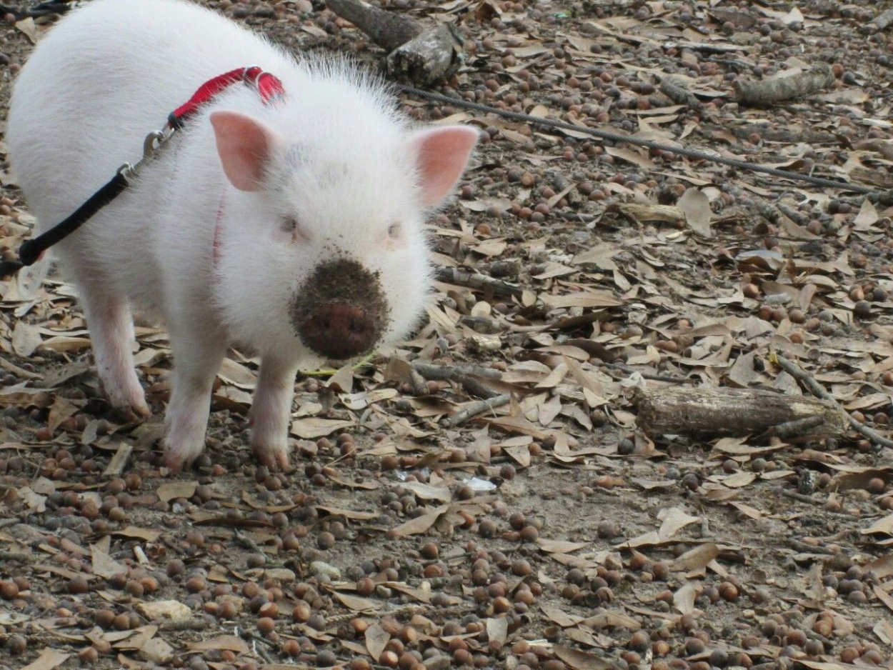 Грибы поросятки