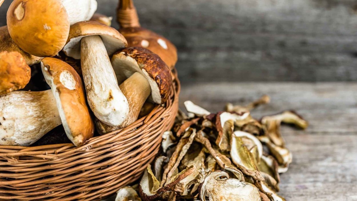 Трюфель гриб ищут свиньи