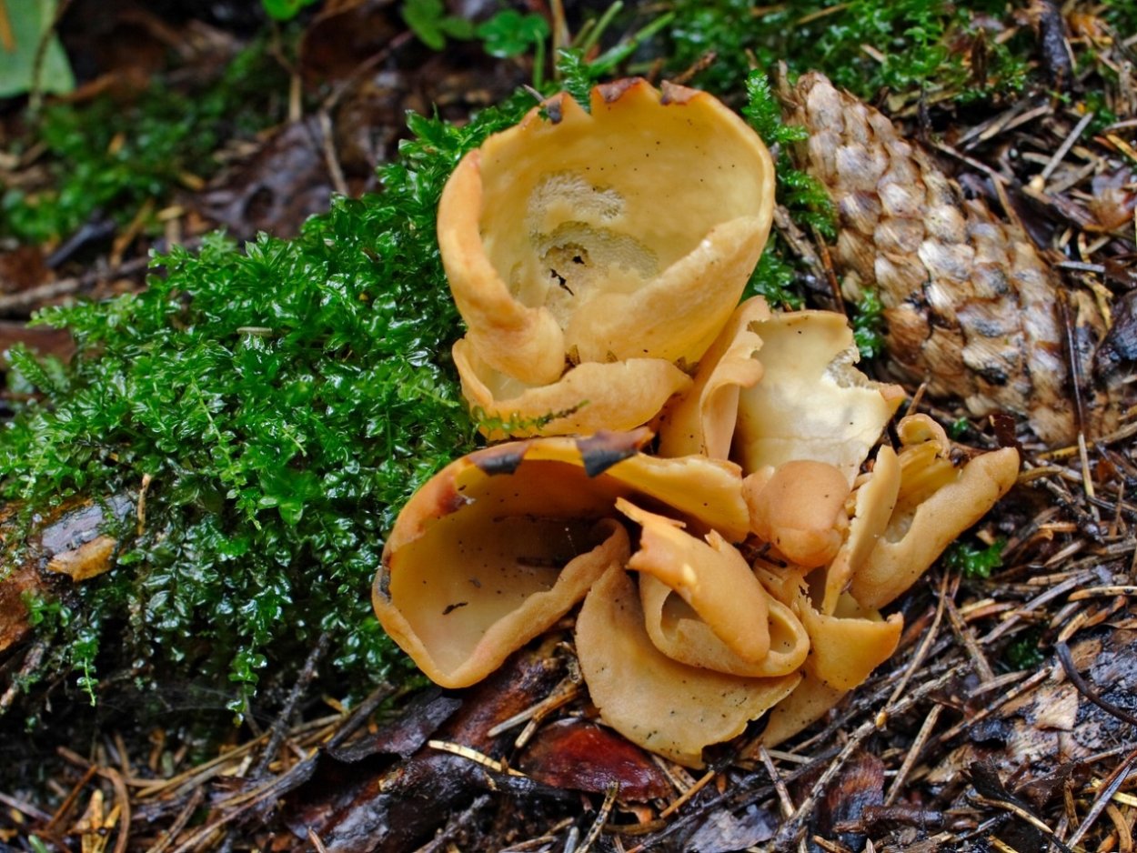 Гриб ежовик Медвежье ухо