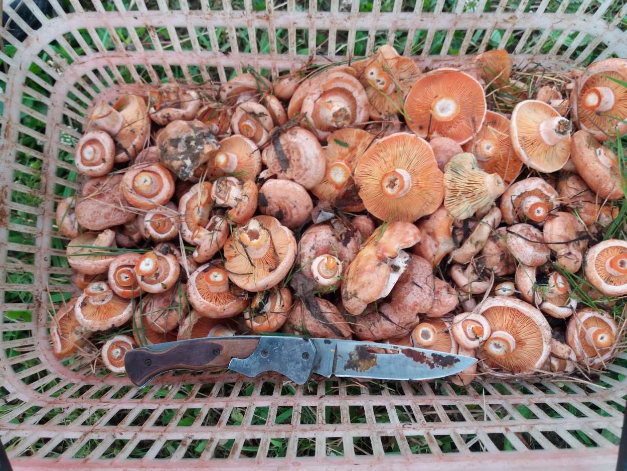 Опёнок толстоногий Armillaria