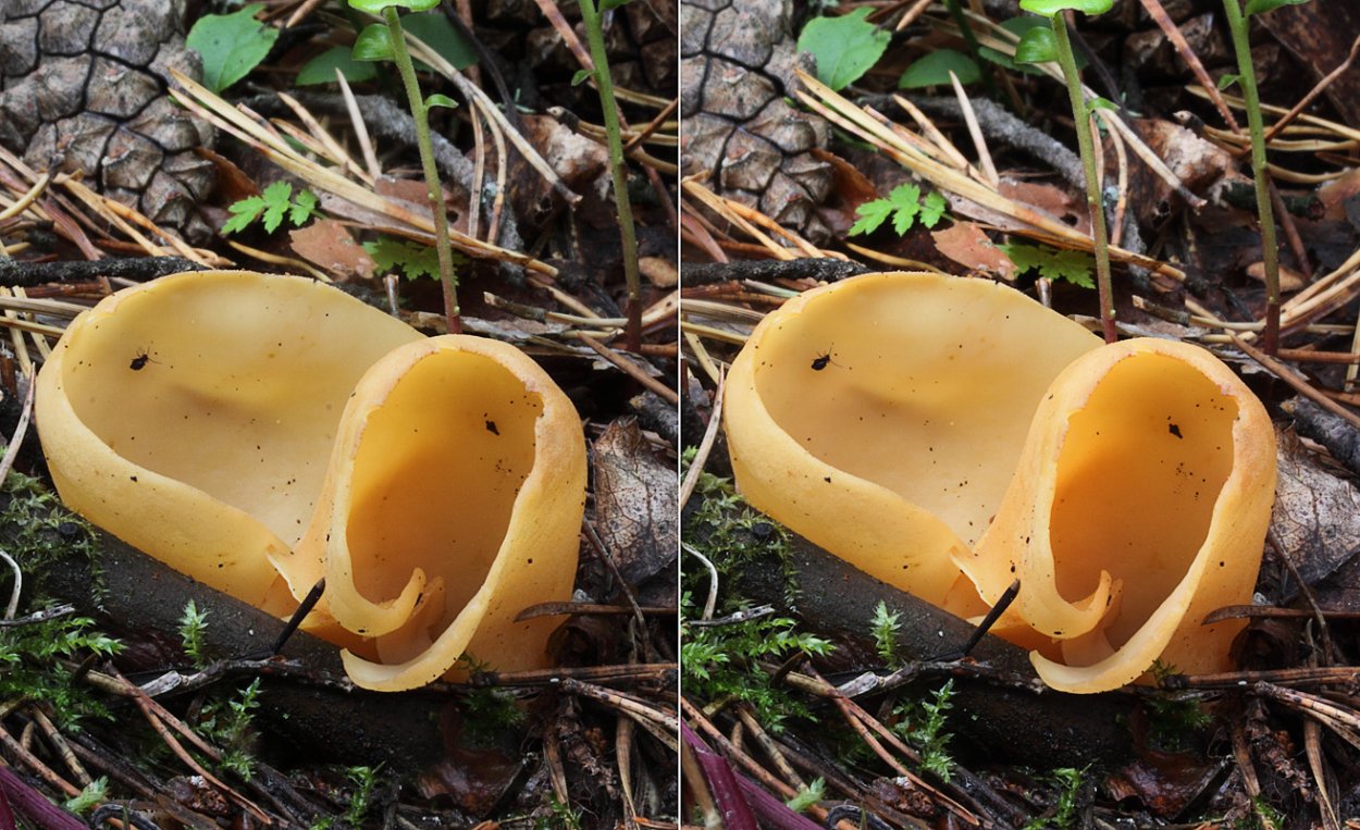 Груздь Сосновый