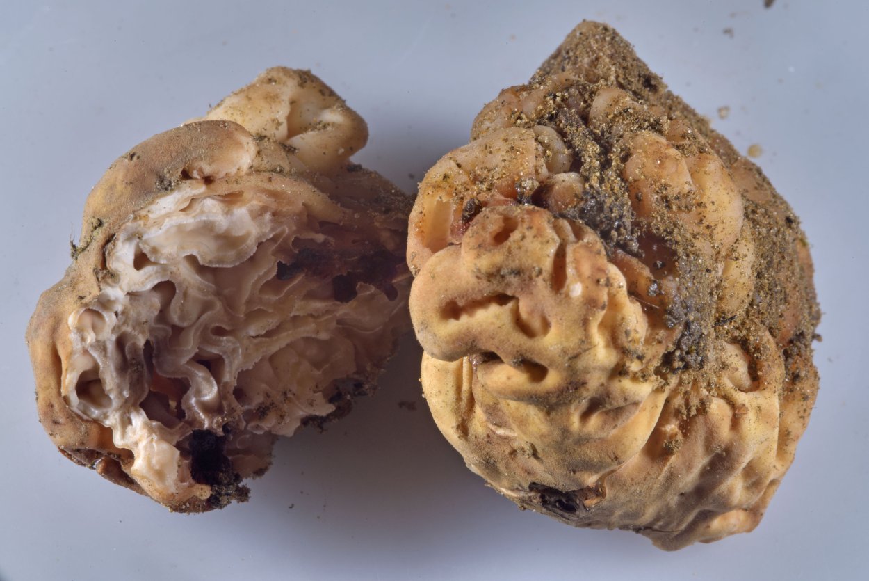 Лаковица гриб