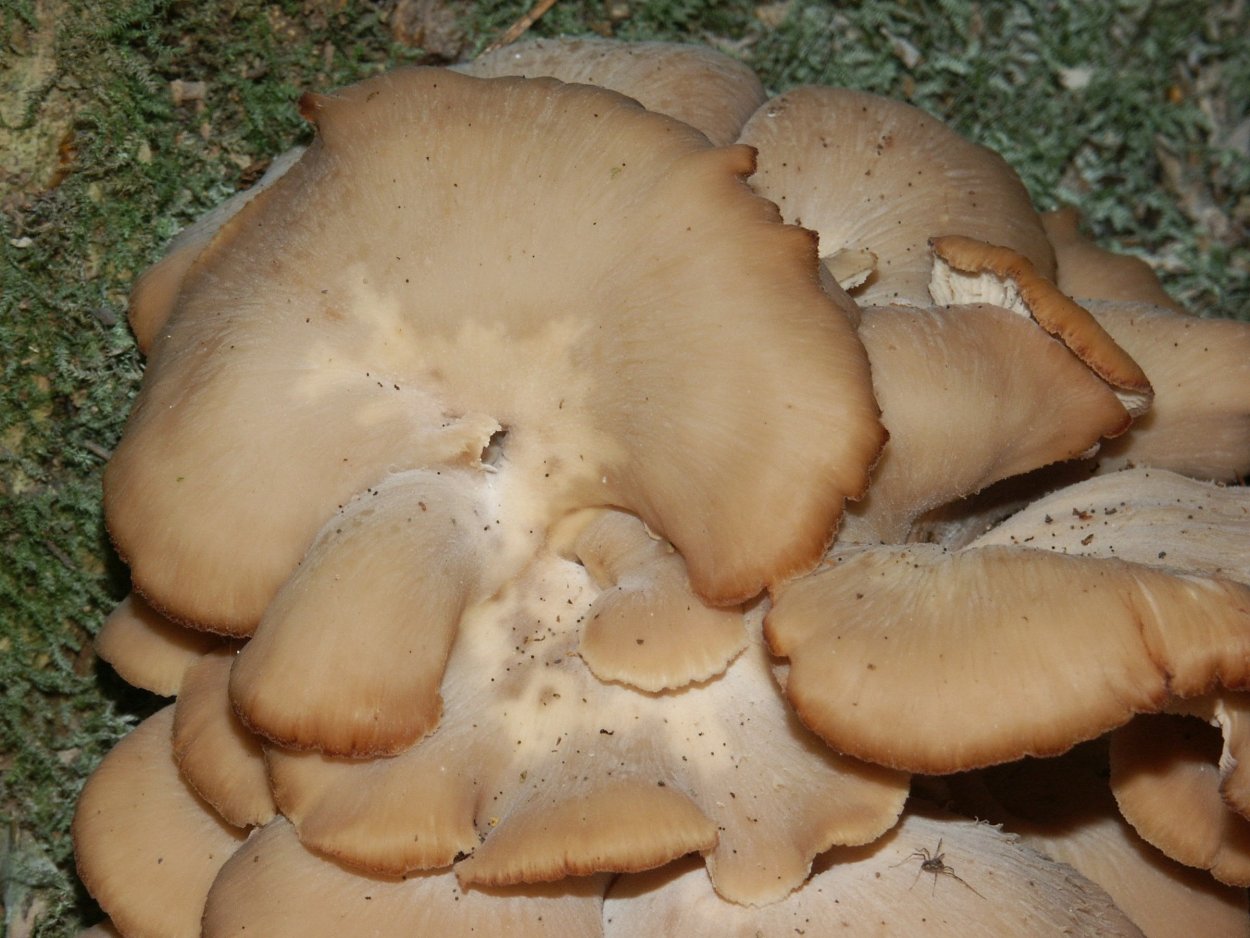 Свинарник гриб