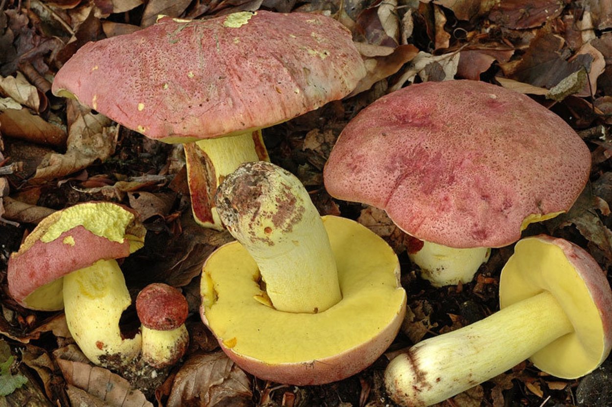 Рогатик желтый Рамария желтая