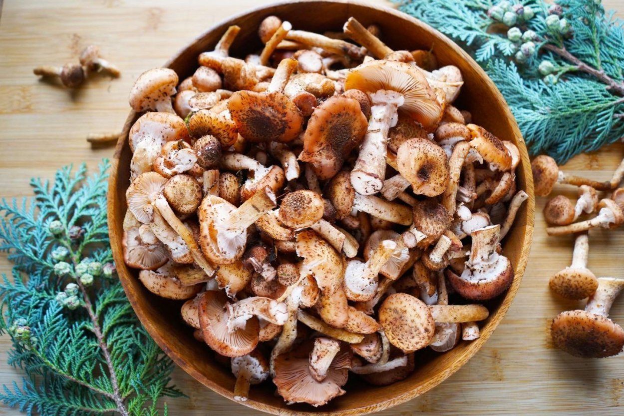 Отидея Ослиная