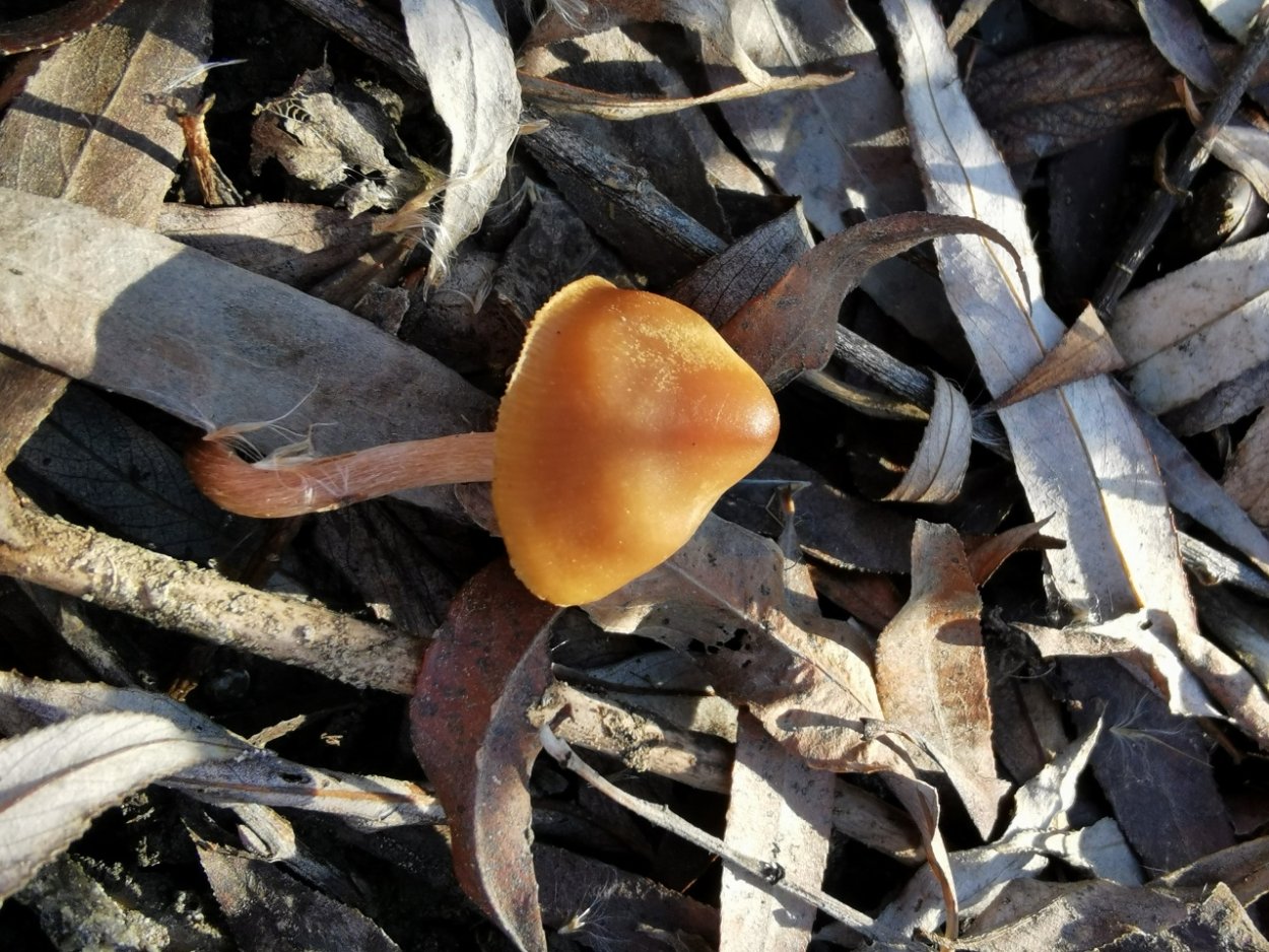 Отидея Ослиная гриб