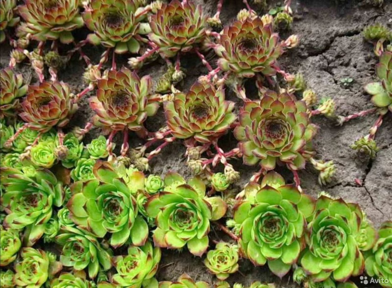 Забавные надписи на могилах