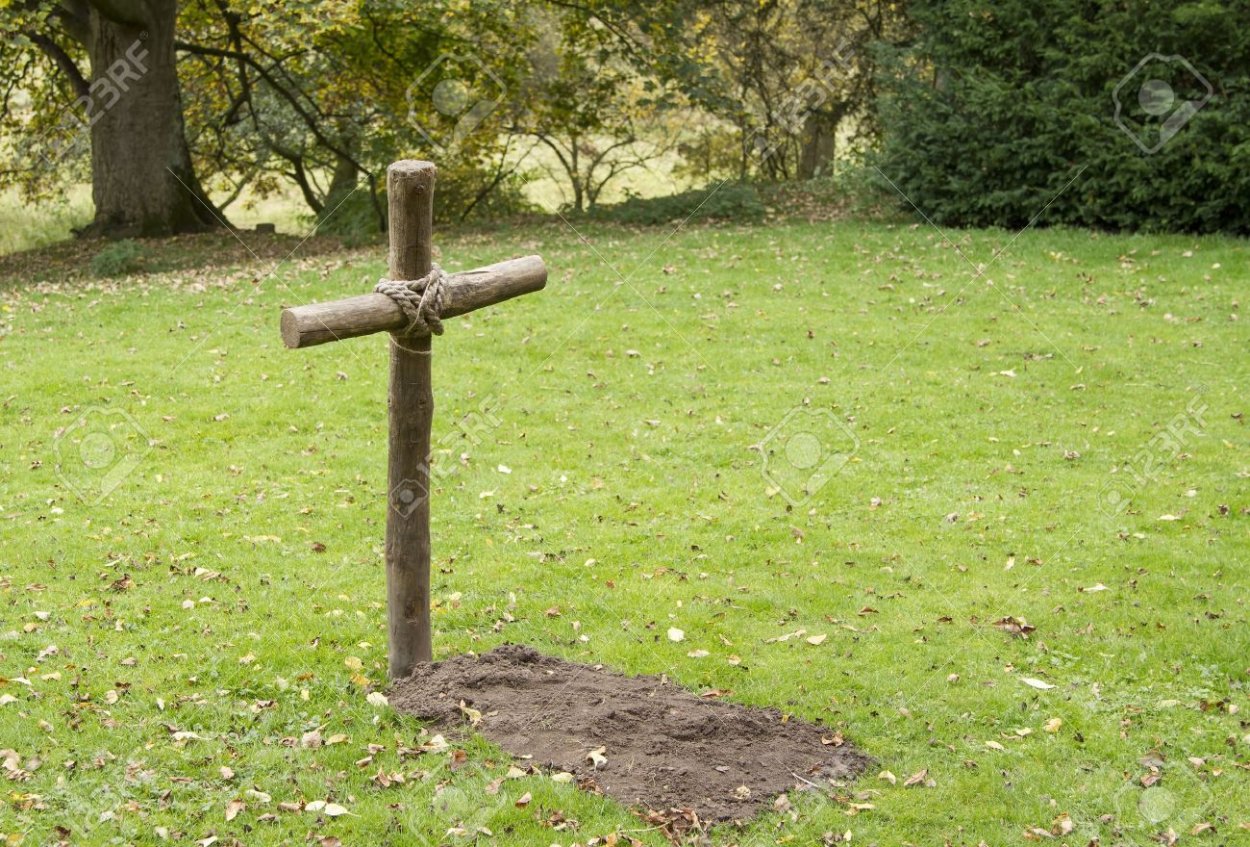 Мокрица трава сорняк