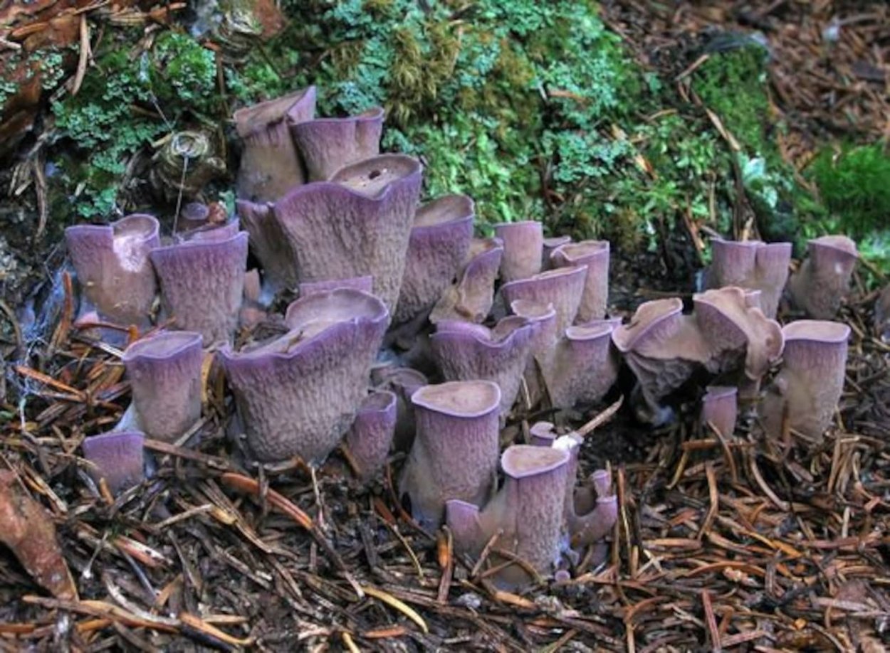 Опята и шампиньоны