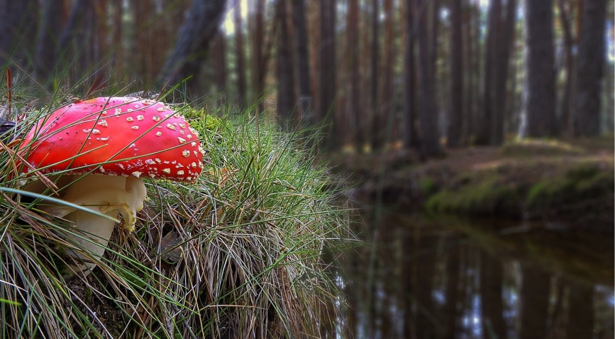 Царство грибы мухомор
