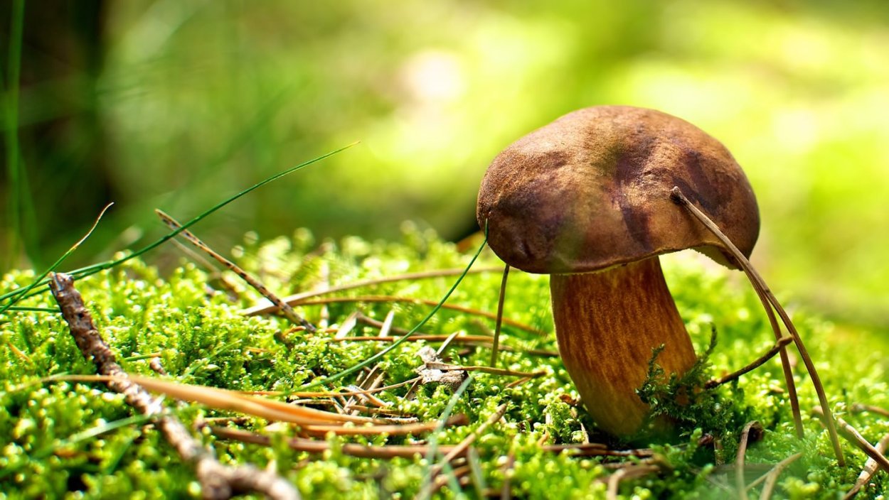 Дмитрий Тихомиров царство грибов