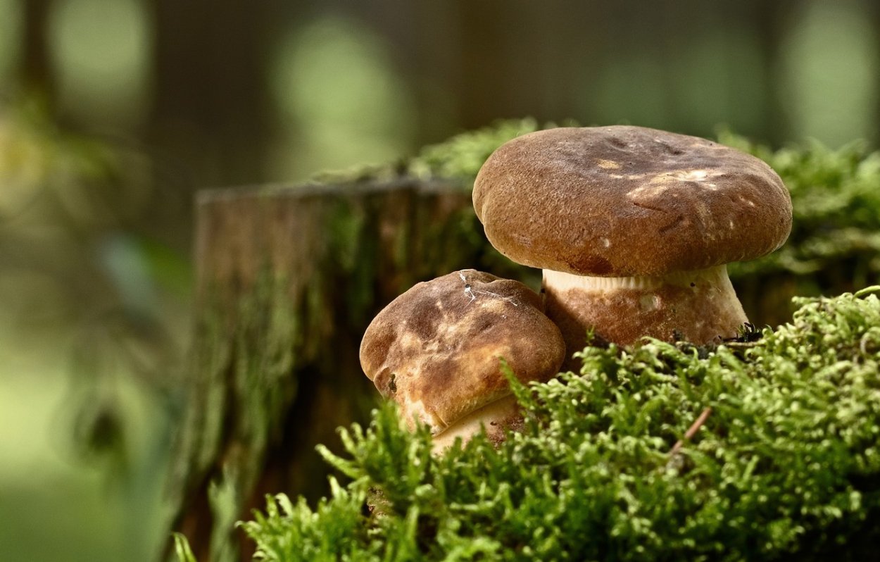 Синий неоновый гриб