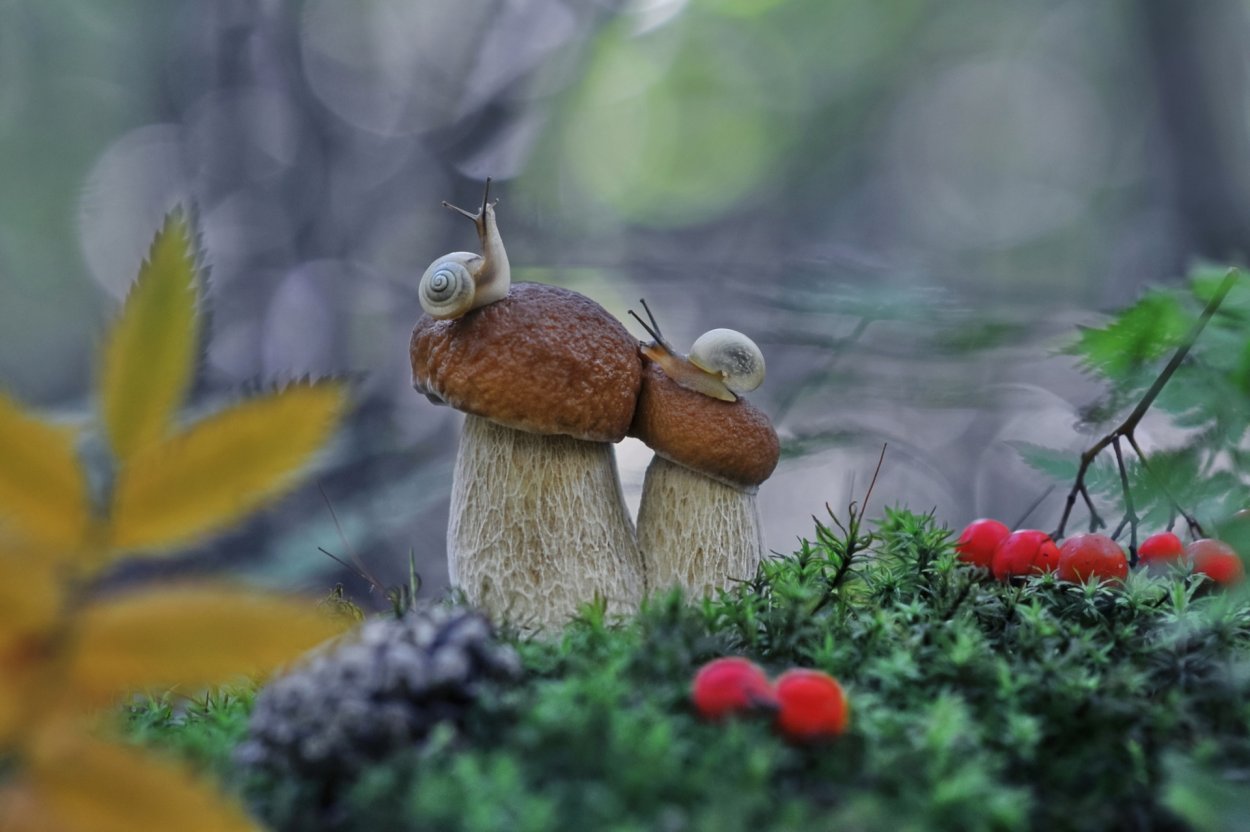 Обои грибы