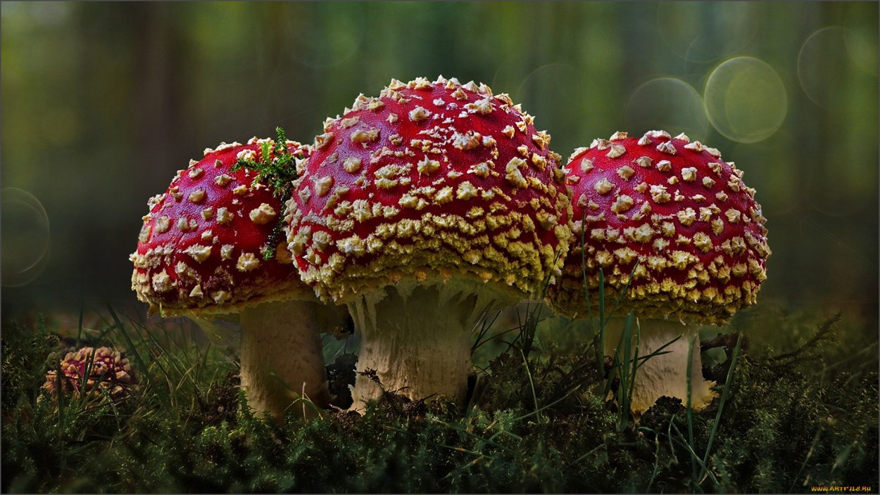 Белый гриб как мох на пеньке