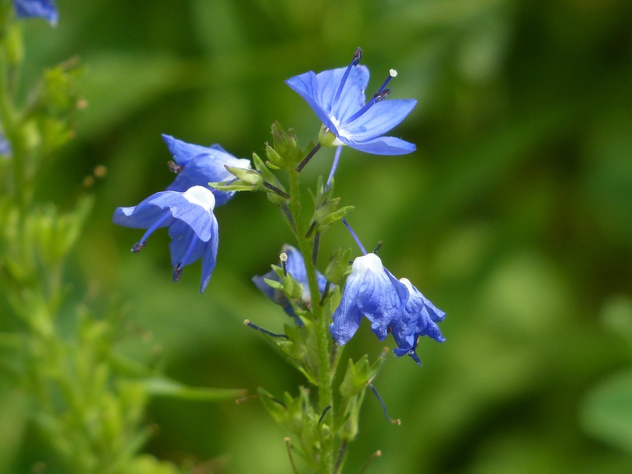 Королева Незабудка