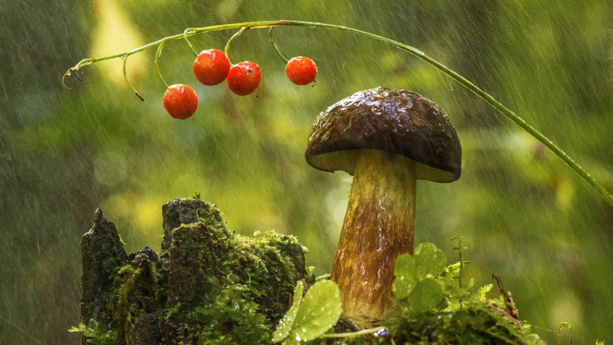 Сказочные домики грибочки