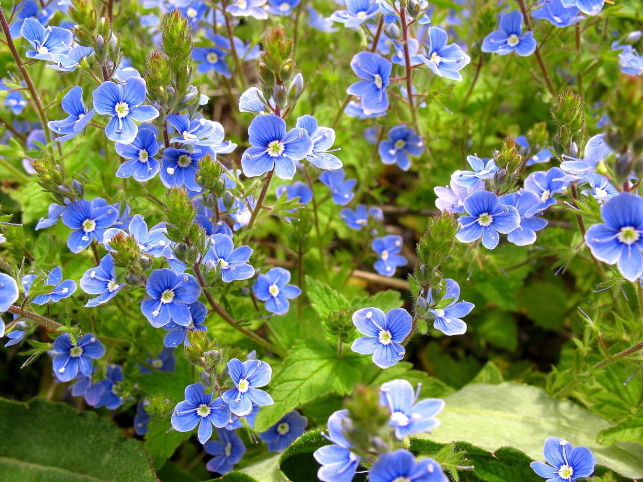 Очень милые цветы голубые лепестки