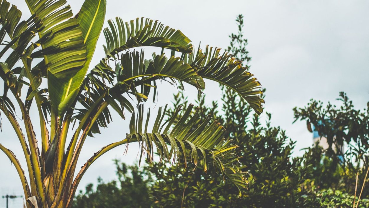 Цветок драгон банана