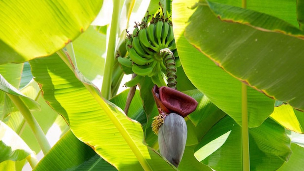 Банановое дерево Мальдивы