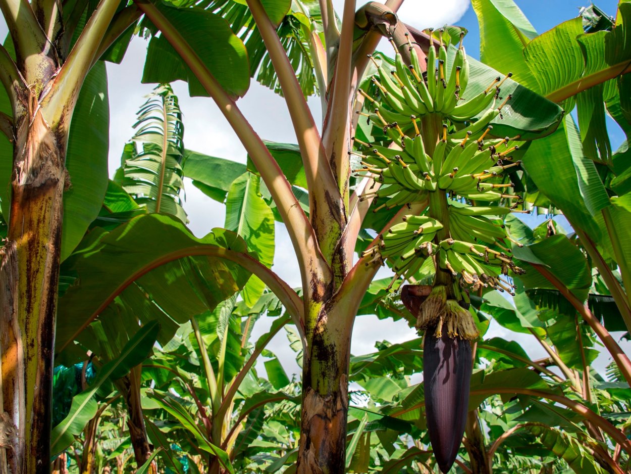 Банановые плантации фузариоз