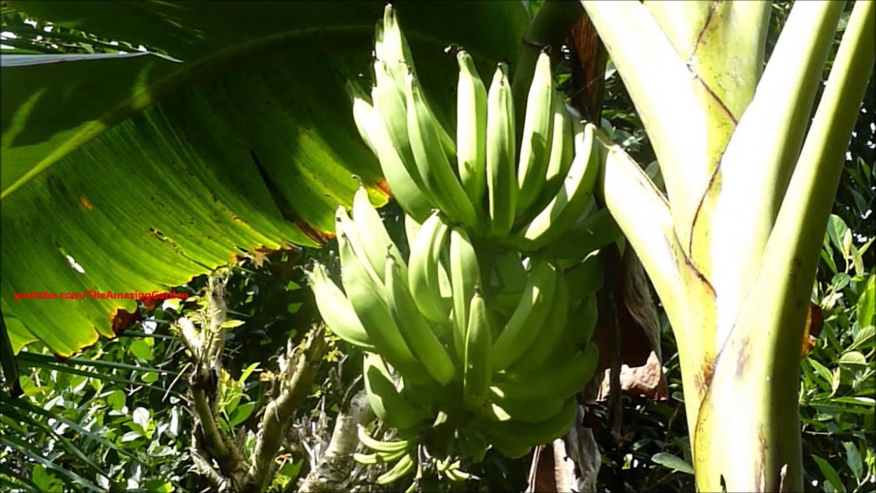 Плантейн фото