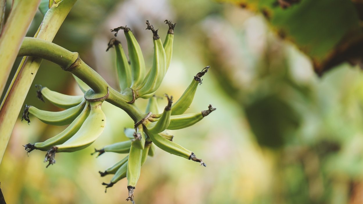 Листья банана