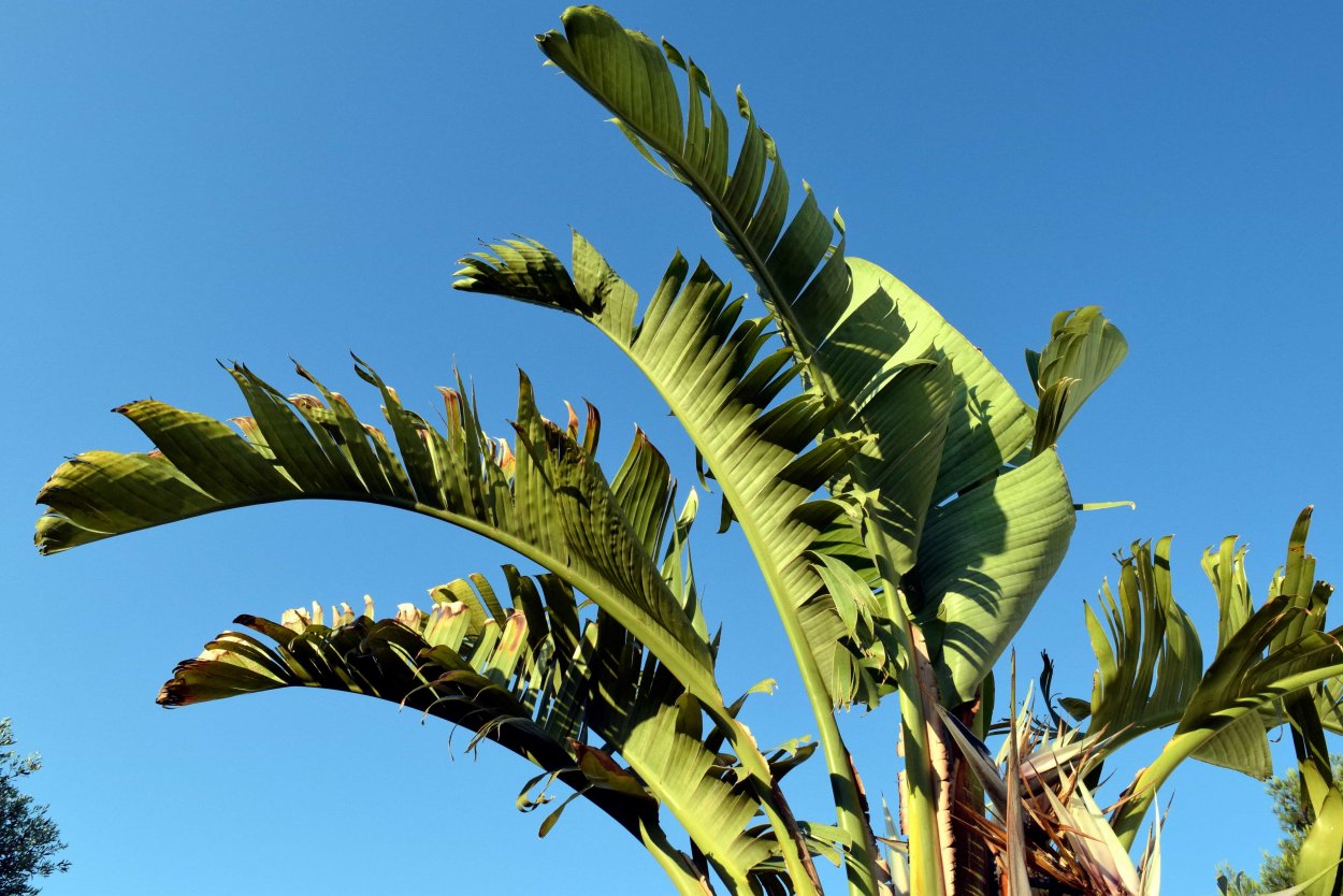 Листья бананового дерева