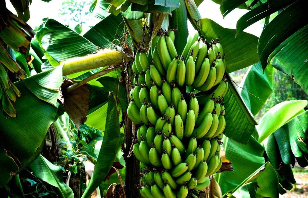 Банановая Пальма