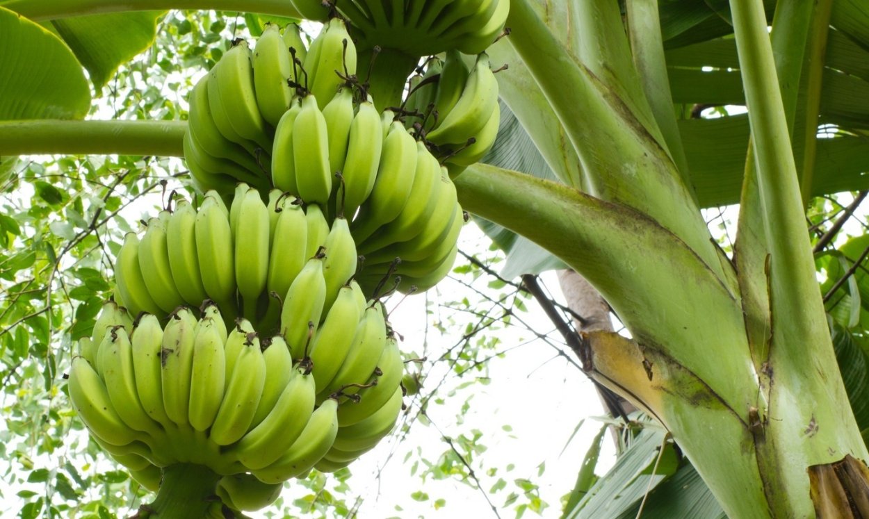Как растут бананы для детей
