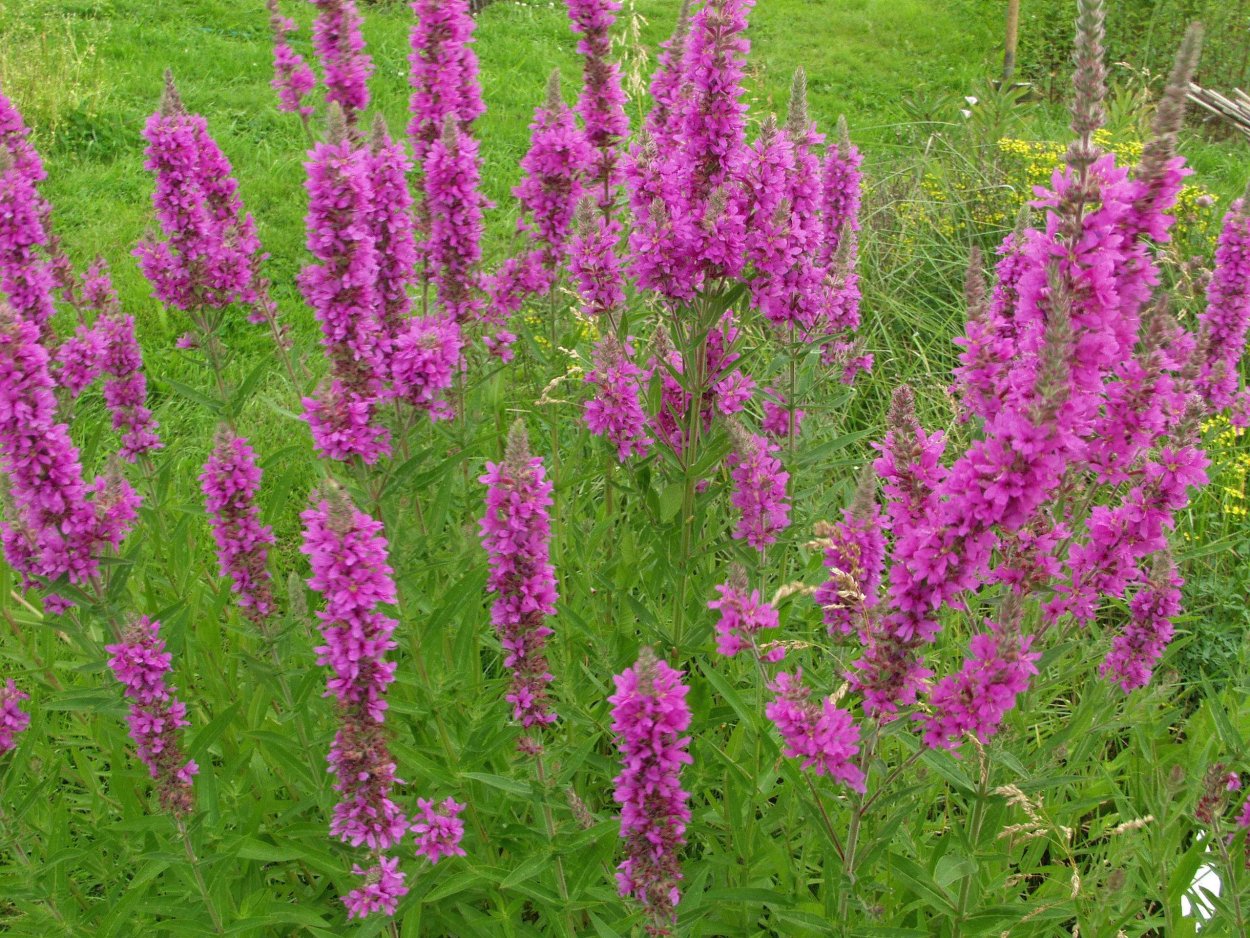 Дербенник и Иван чай отличия