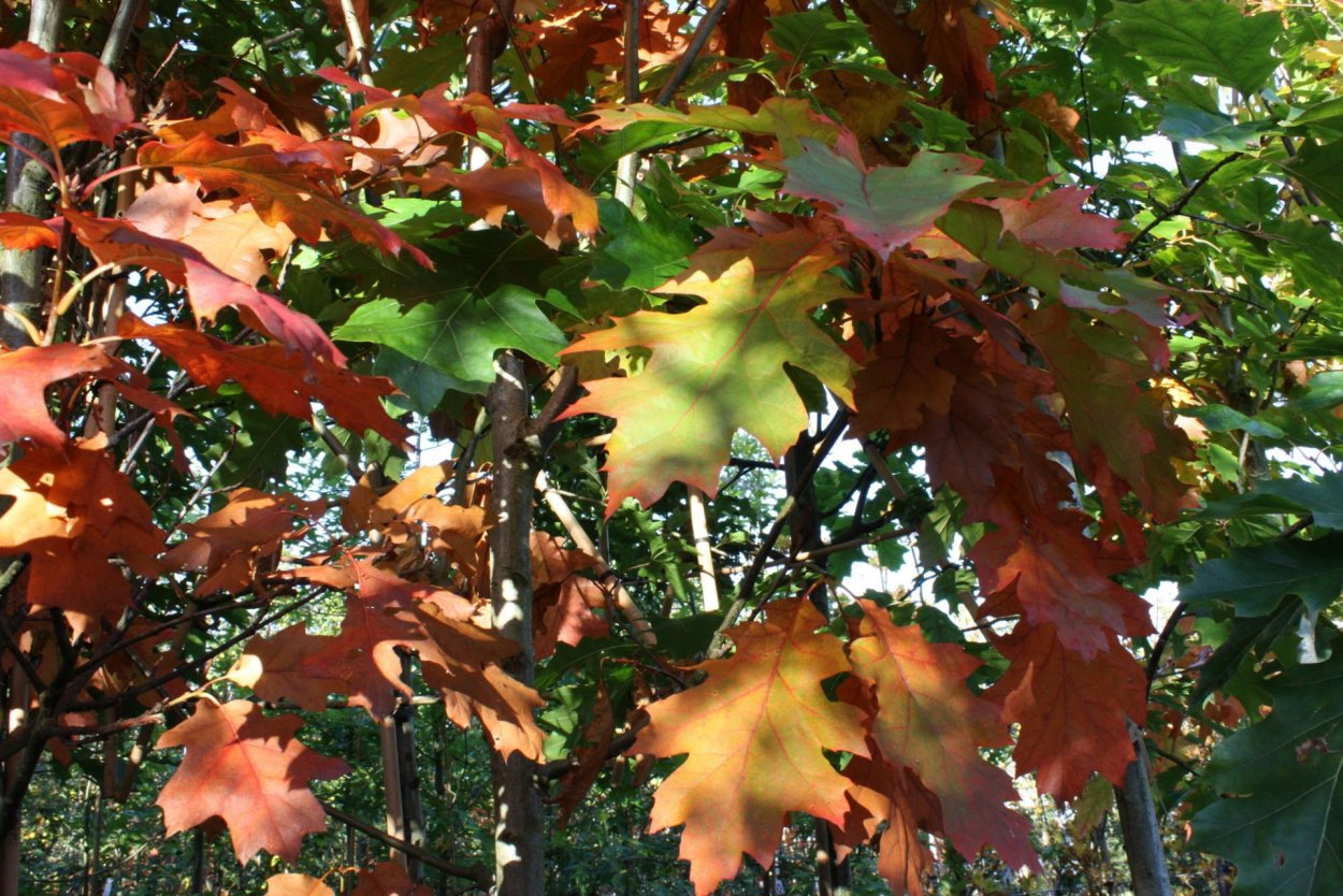 Кверкус Рубра