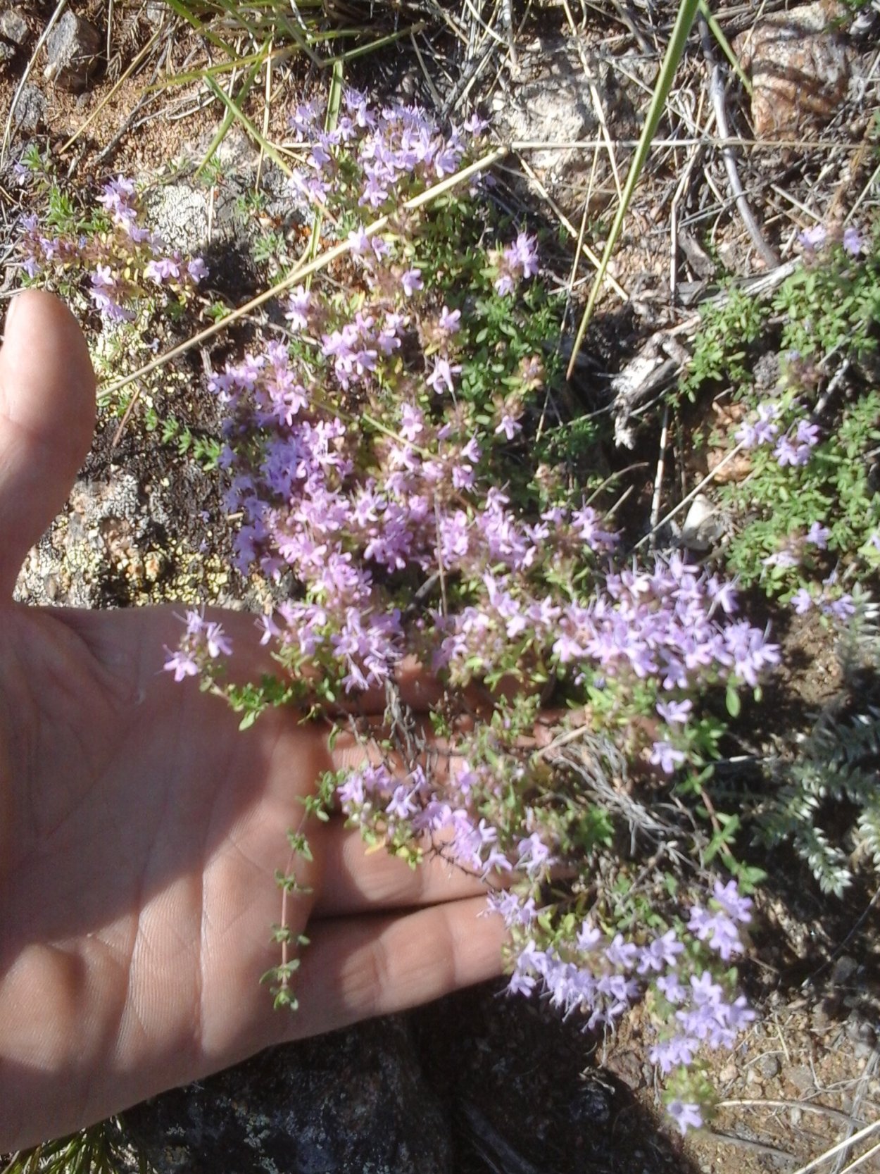 Тимьян ползучий чабрец Богородская трава