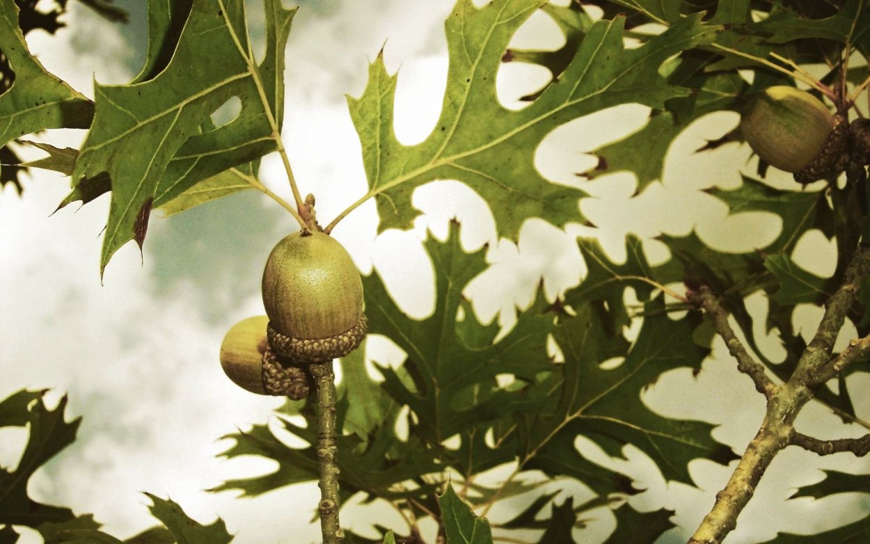 Дуб краснолистный листья