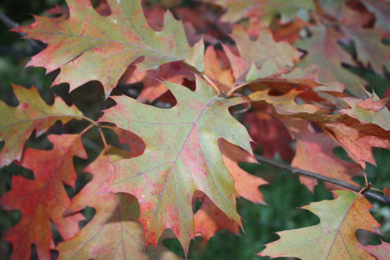 Дуб красный листья