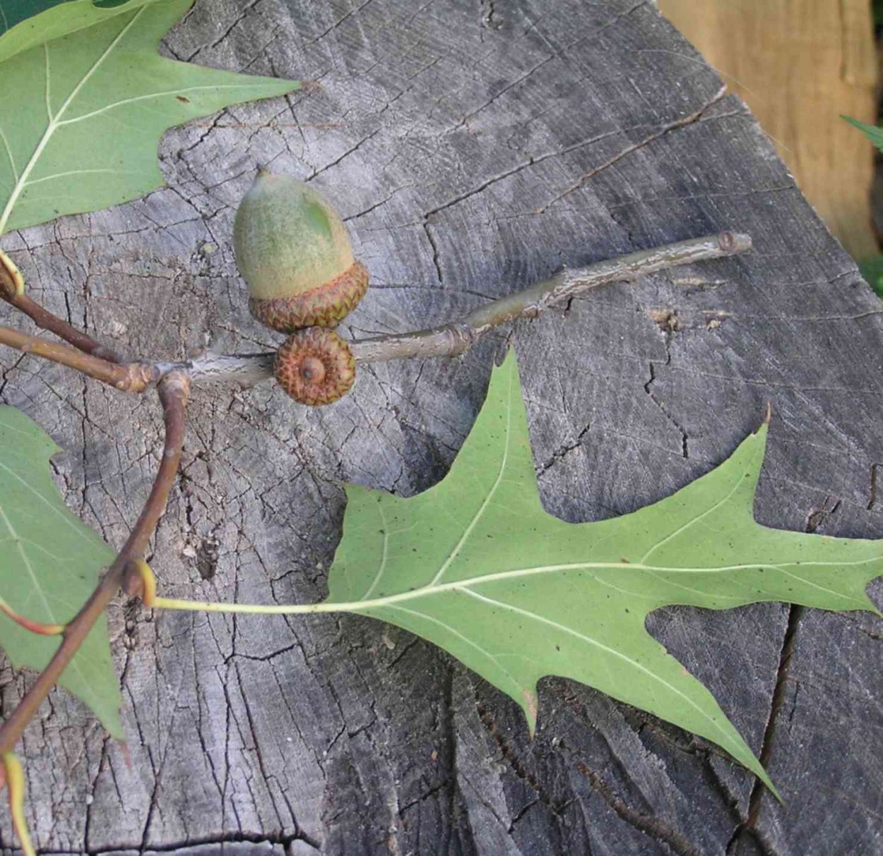 Дуб красный черешчатый