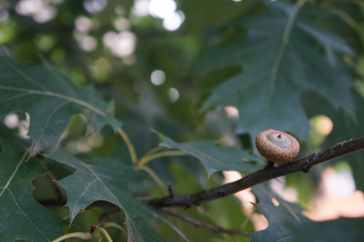 Quercus Iberica (ред.)