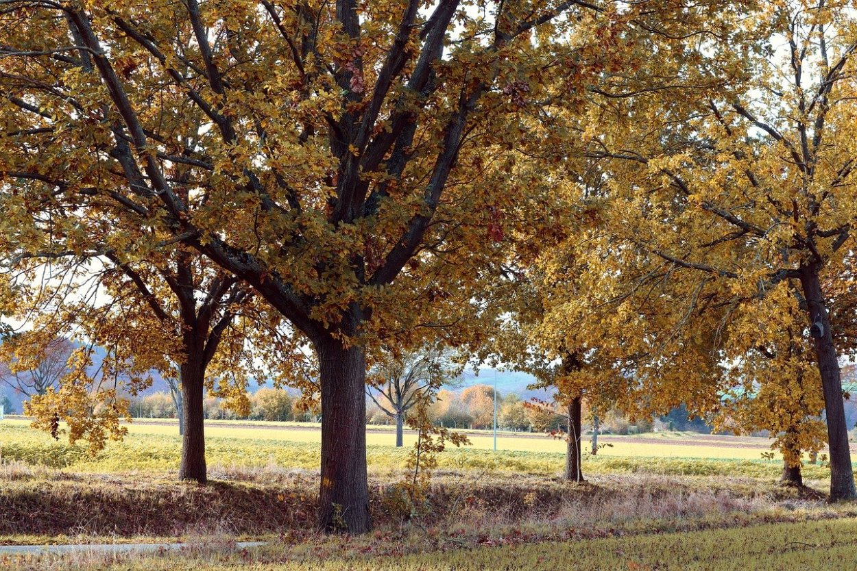 Дуб красный, Северный Quercus rubra