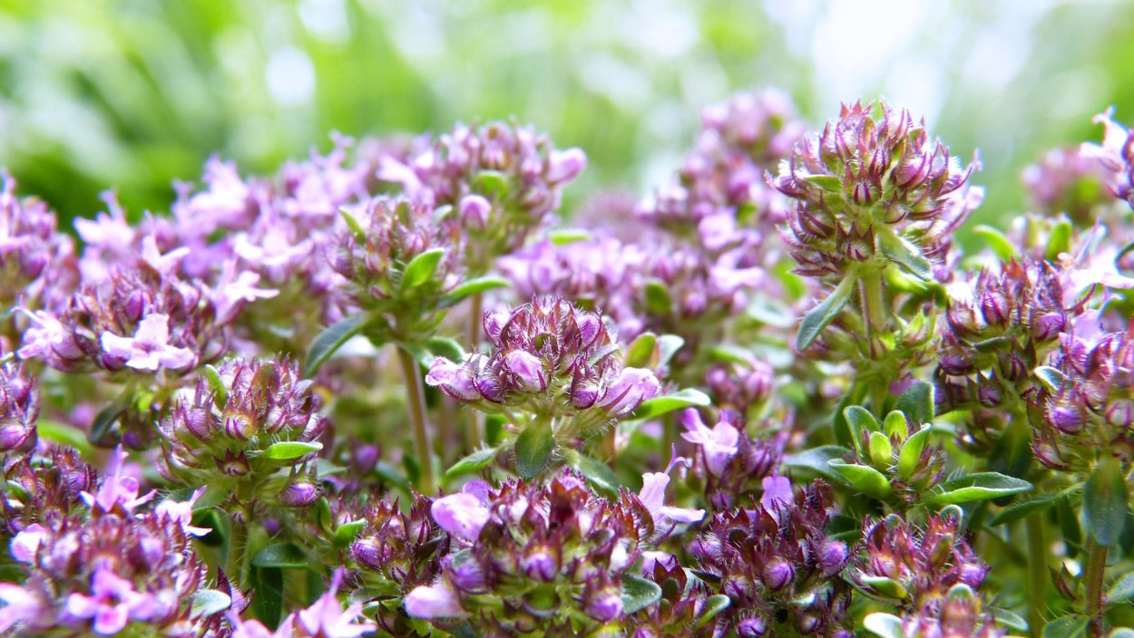 Чабрец Боровой