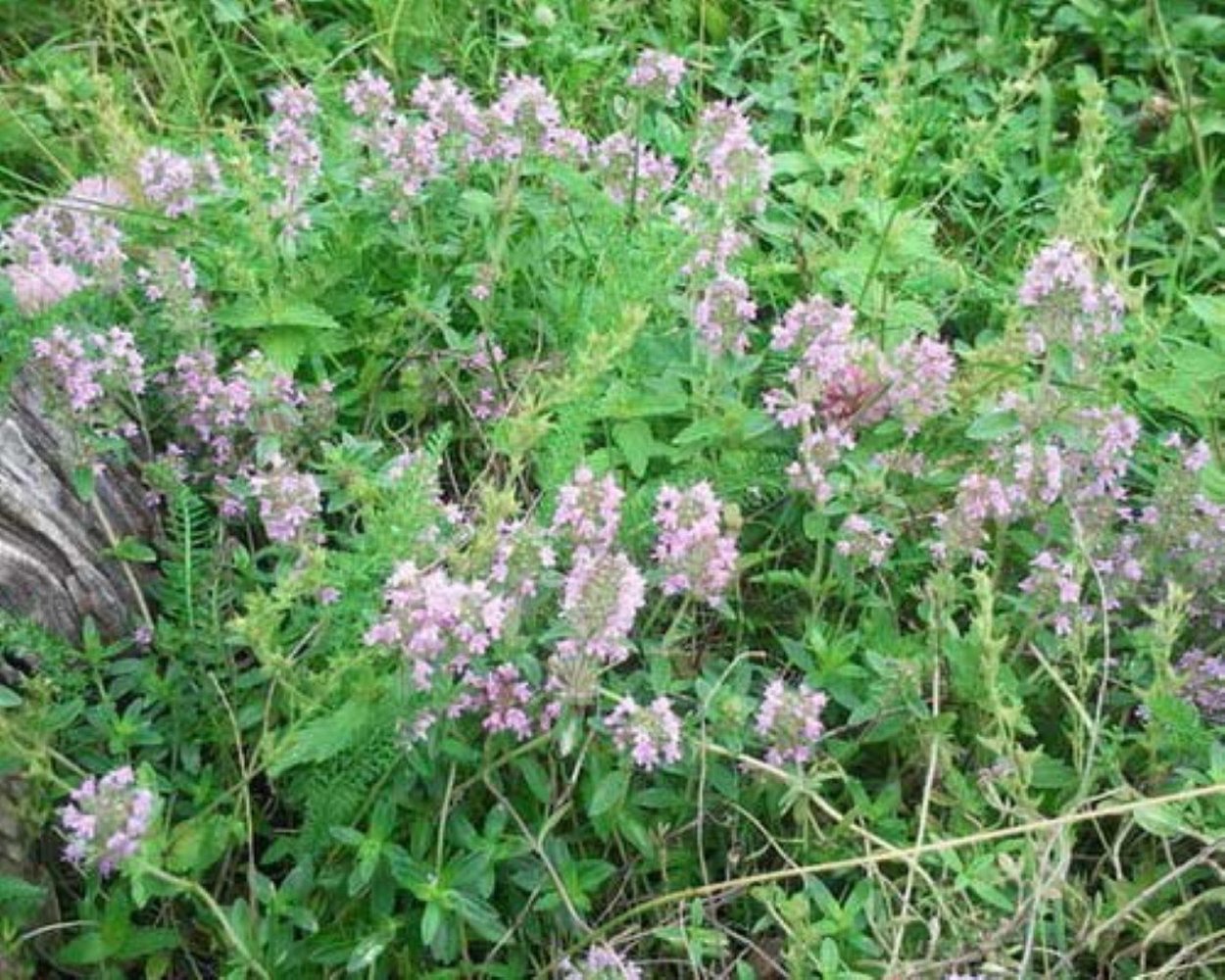 Чабрец Лесной