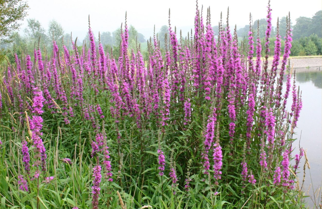 Сушка лекарственных трав